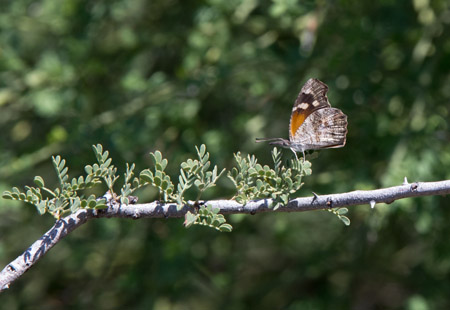 saguaro np east-24